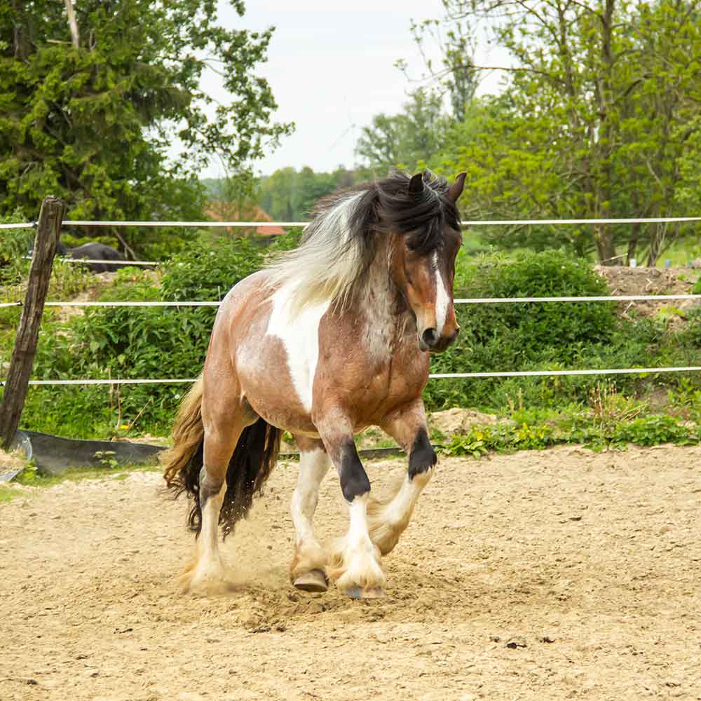 Pferdegestütztes Coaching; Pferd; Pferde; Katharina; Hülsken; Havixbeck; Münsterland; Baumberge