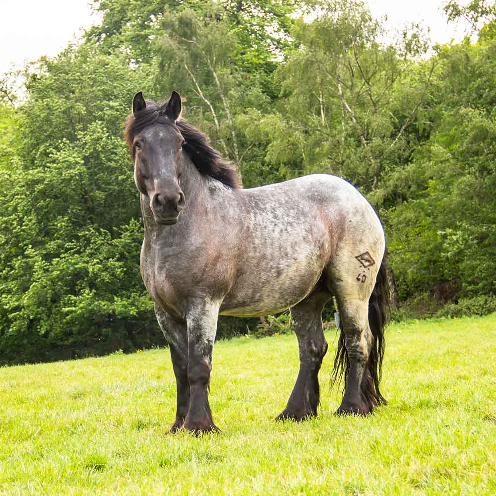 Pferdegestütztes Coaching; Pferd; Pferde; Katharina; Hülsken; Havixbeck; Münsterland; Baumberge