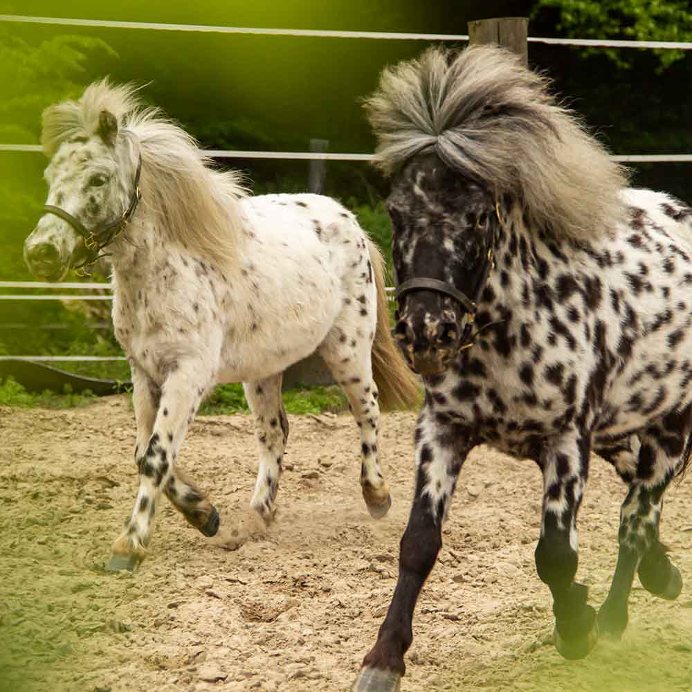 Pferdegestütztes Coaching; Pferd; Pferde; Katharina; Hülsken; Havixbeck; Münsterland; Baumberge