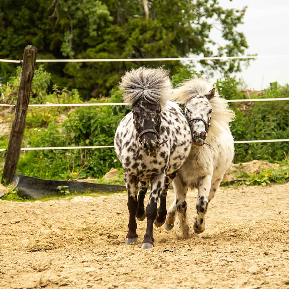 Pferdegestütztes Coaching Pferdegestütztes Coaching; Pferd; Pferde; Katharina; Hülsken; Havixbeck; Münsterland; Baumberge