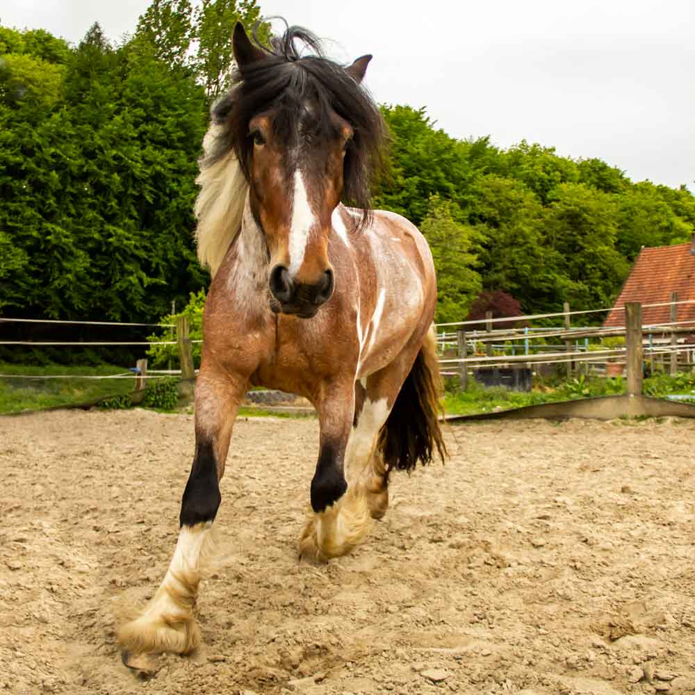 Hülsken Coaching, Pferdegestütztes Coaching, Pferde, Katharina Hülsken, Havixbeck, Münsterland, Baumberge